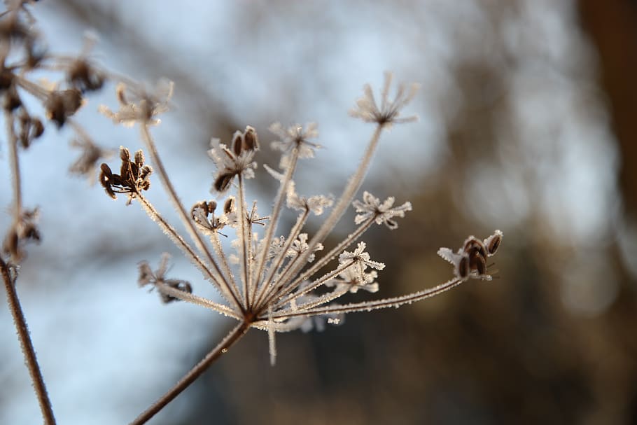 frost, winter, rocks, cold, nature, ice, mature, plants, structure HD wallpaper