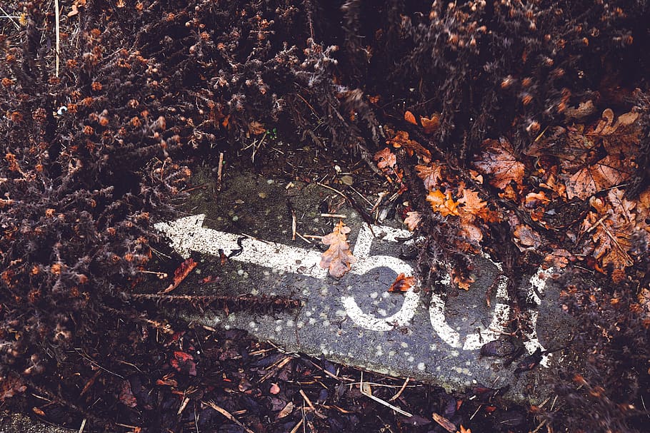 germany, oak, leaf, arrow, forest, marker, floor, 500, distance HD wallpaper