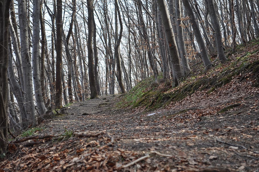 path, hiking, trail, forest, mountain, tree, land, plant, tree trunk HD wallpaper