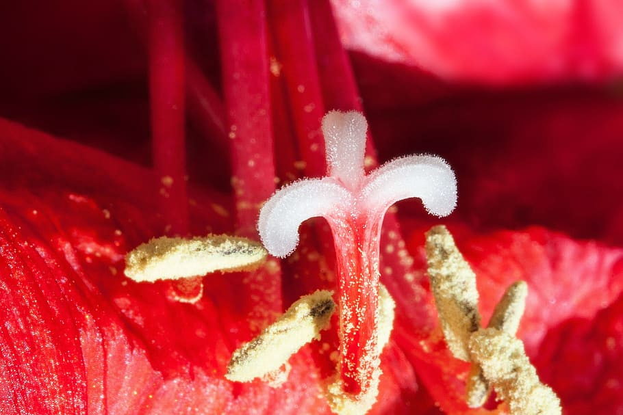amaryllis, red, fresh, flower, nature, fragrance, garden, blooming HD wallpaper