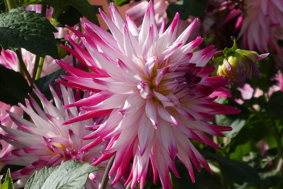flower, garden, bloom, vegetable, blossom, petals, flora, nature HD wallpaper