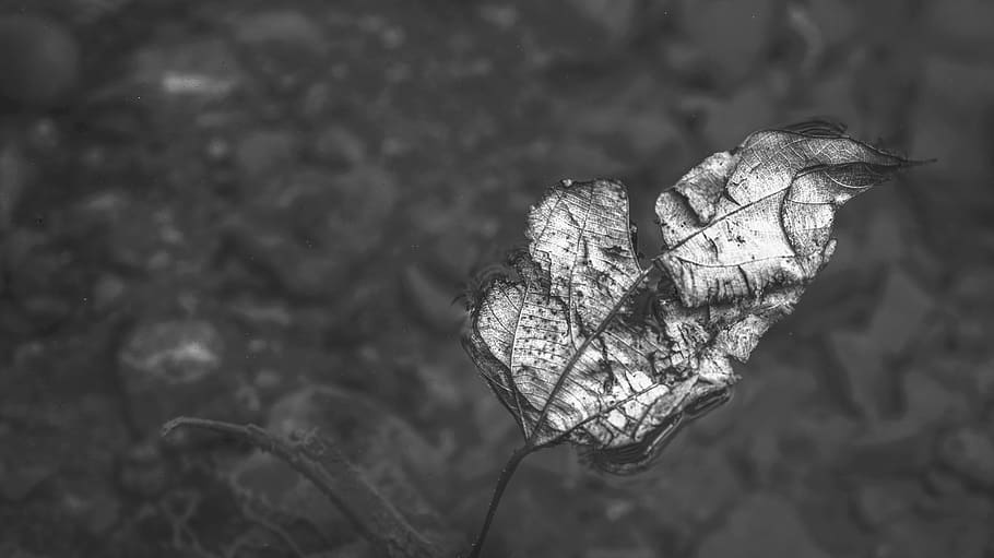 india, rishikesh, dry, leaf, plant, plant part, close-up, nature HD wallpaper