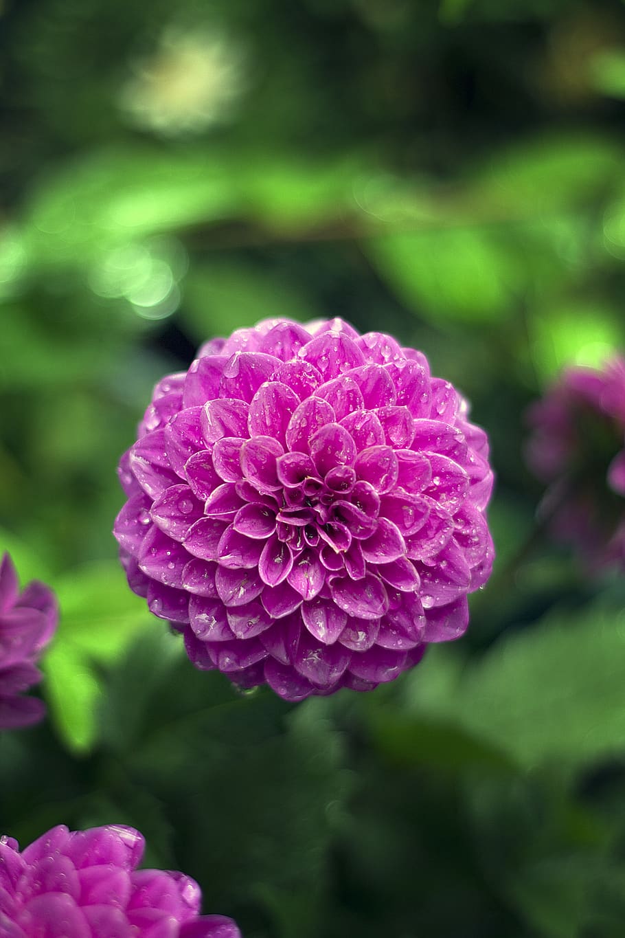 background, beautiful, beauty, bloom, blooming, blossom, bright HD wallpaper