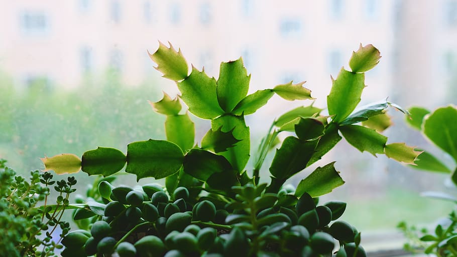 green-leafed plant, fish, animal, sprout, flower, blossom, lily HD wallpaper