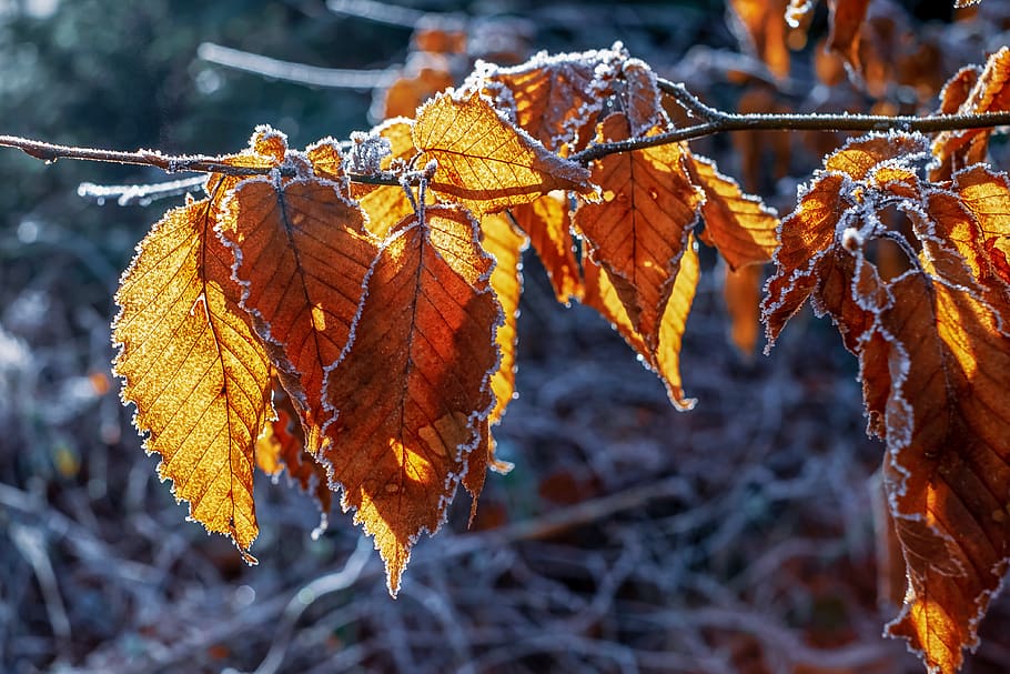 winter, hoarfrost, frozen, leaf, ice, crystal, leaves, crystal formation