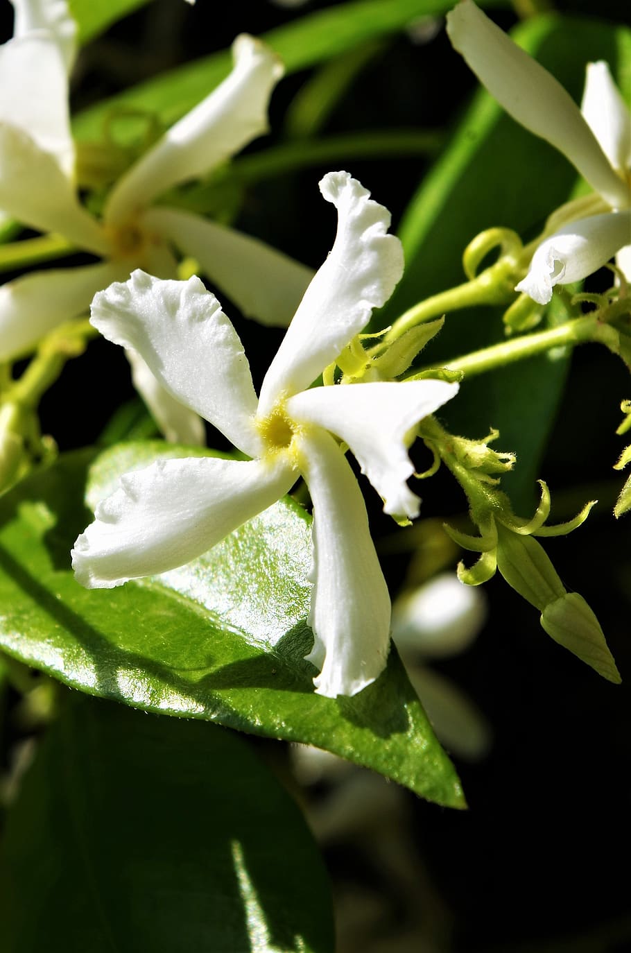 flower, white flower, plant, beauty in nature, growth, flowering plant HD wallpaper