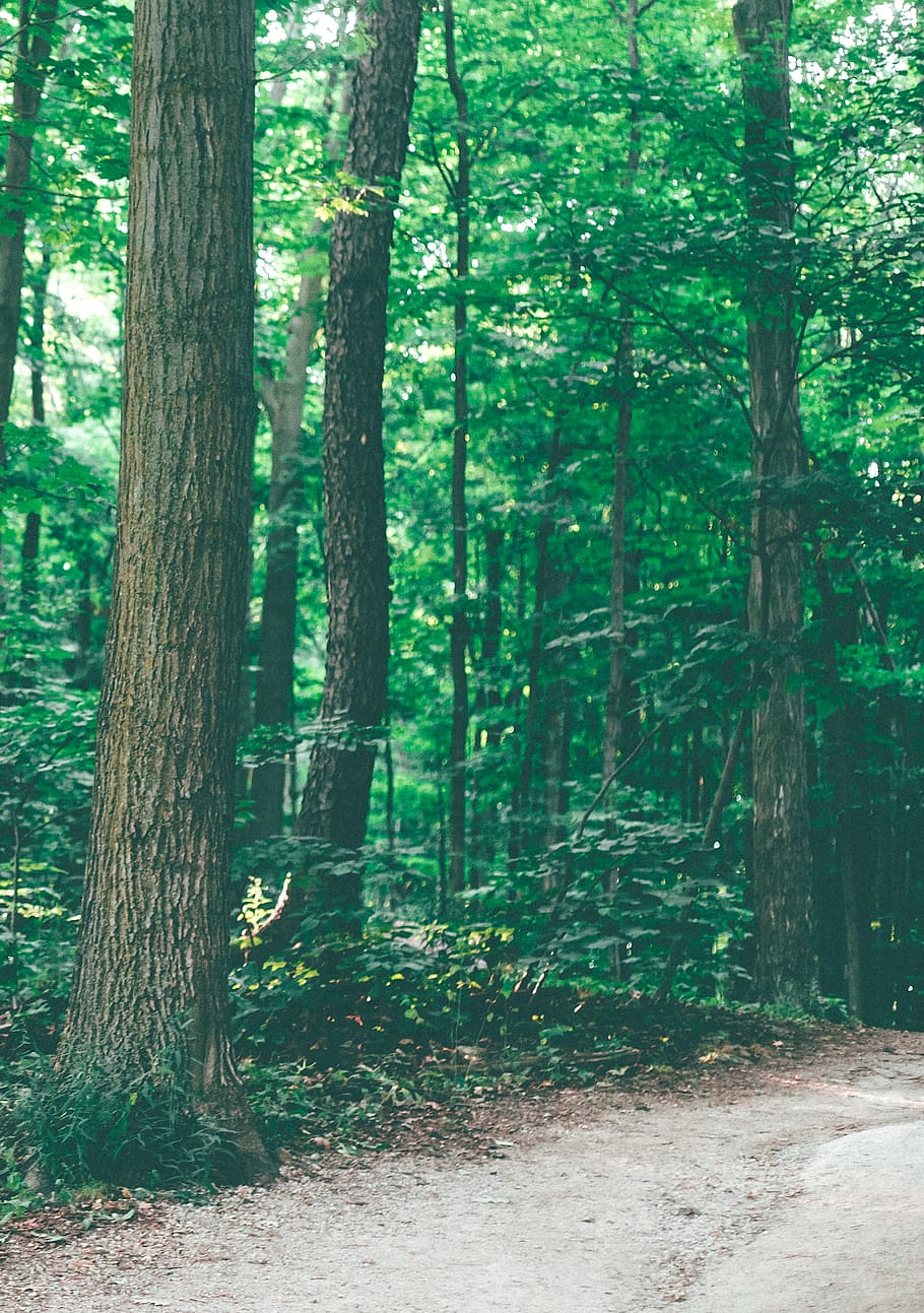 Photo of Pathway in Forest, environment, forest path, green leaves, HD wallpaper