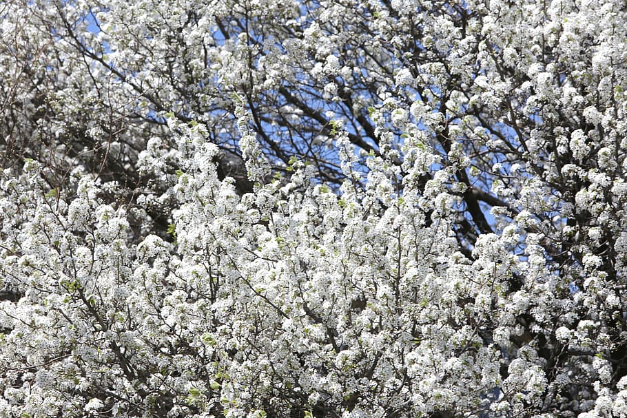 flower, tree, white, cherries, nature, plant, flowering plant HD wallpaper