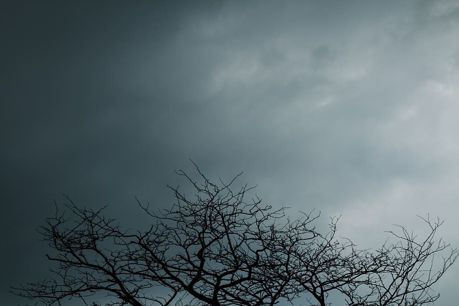 sky, cloud - sky, tree, low angle view, bare tree, plant, beauty in nature HD wallpaper