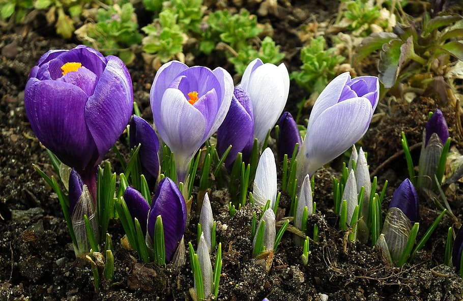 flower, crocus, blue, nature, plant, season, flowering plant HD wallpaper