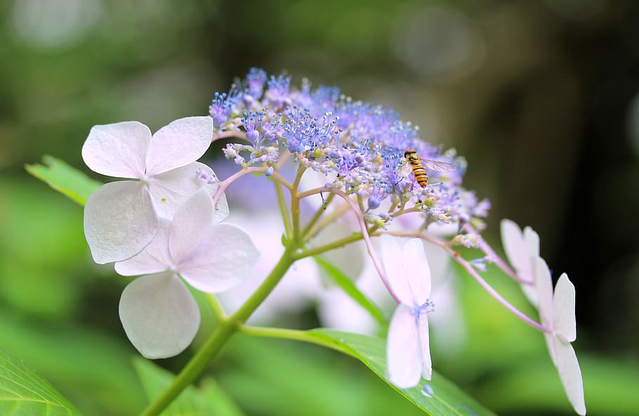 Hd Wallpaper Hydrangea Mountain Hydrangea 山紫陽花 Flowers Abu