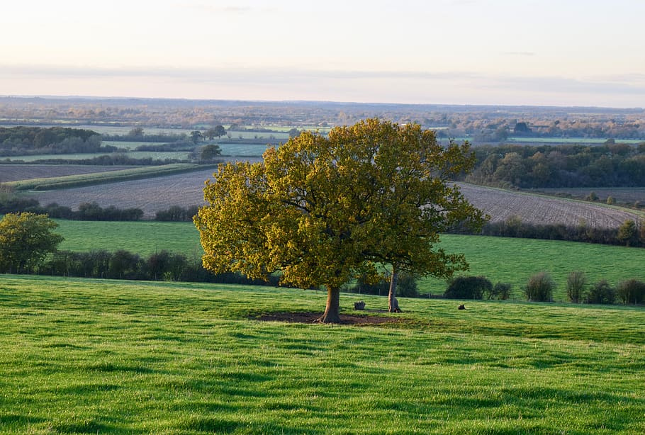 united kingdom, horton-cum-studley, tree, sunset, farm, oxford, HD wallpaper