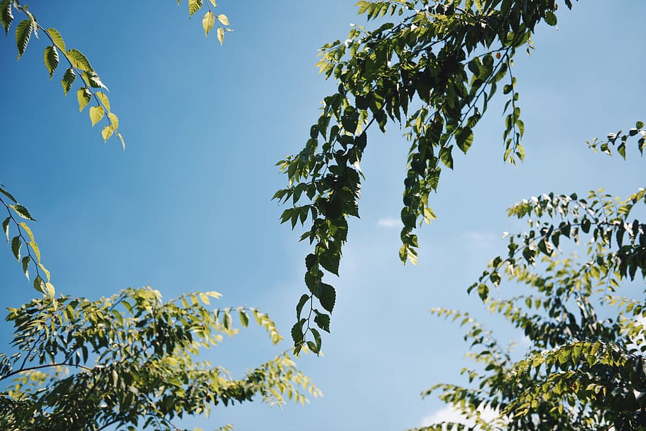 tree, leaf, leaves, sky, blue, plant, growth, nature, low angle view HD wallpaper