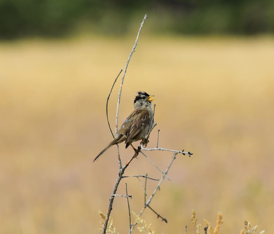 sparrow, bird, nature, feather, perched, wildlife, twig, branch HD wallpaper