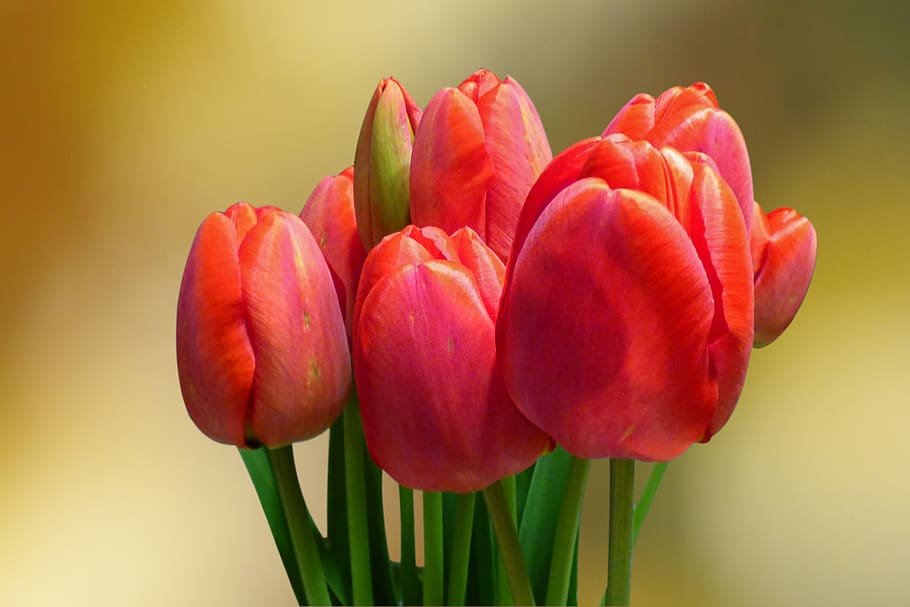flowers, strauss, tulips, spring, bukeh, red, spring flowers, HD wallpaper