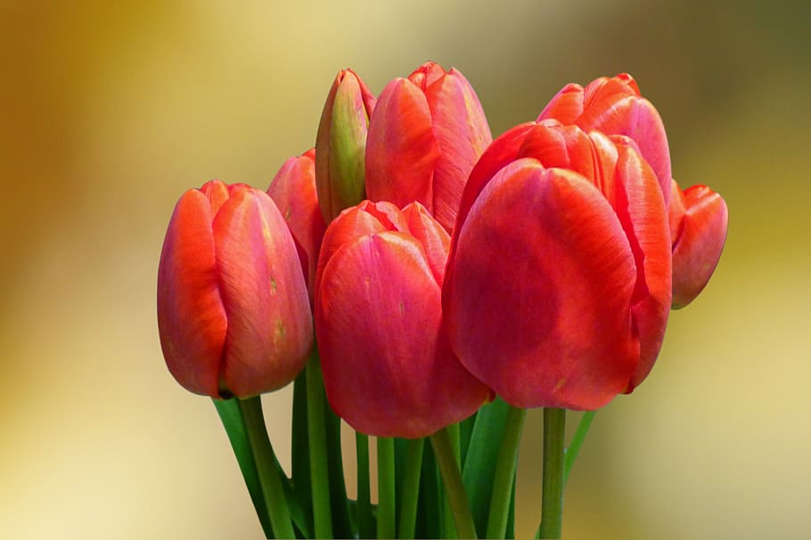 flowers, strauss, tulips, spring, bukeh, red, spring flowers HD wallpaper
