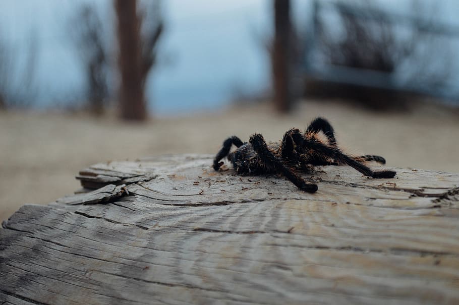 tarantula, wood - material, tree, animal wildlife, nature, animals in the wild HD wallpaper