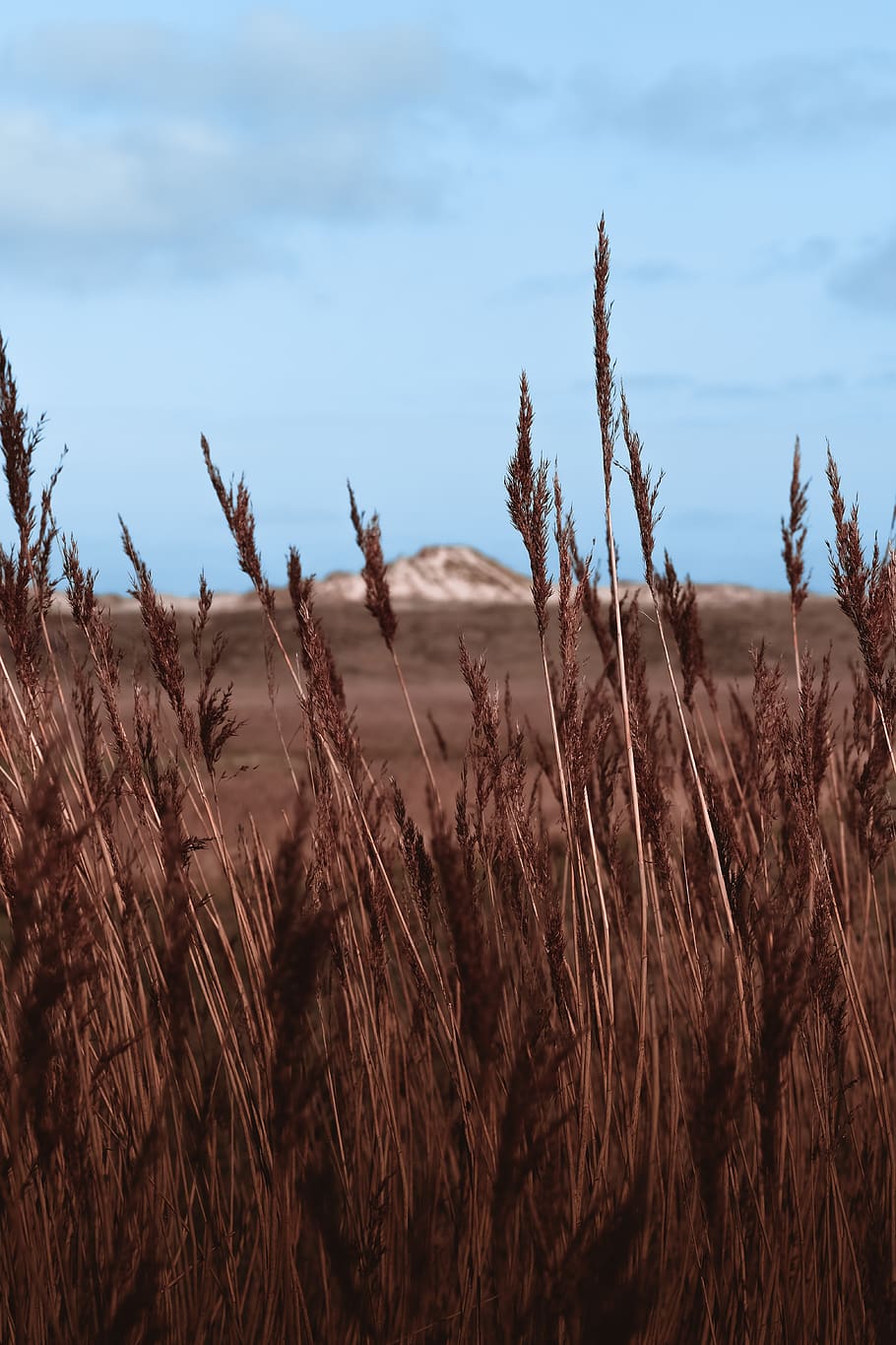 wheat on field, plant, growth, tranquility, sky, land, beauty in nature HD wallpaper