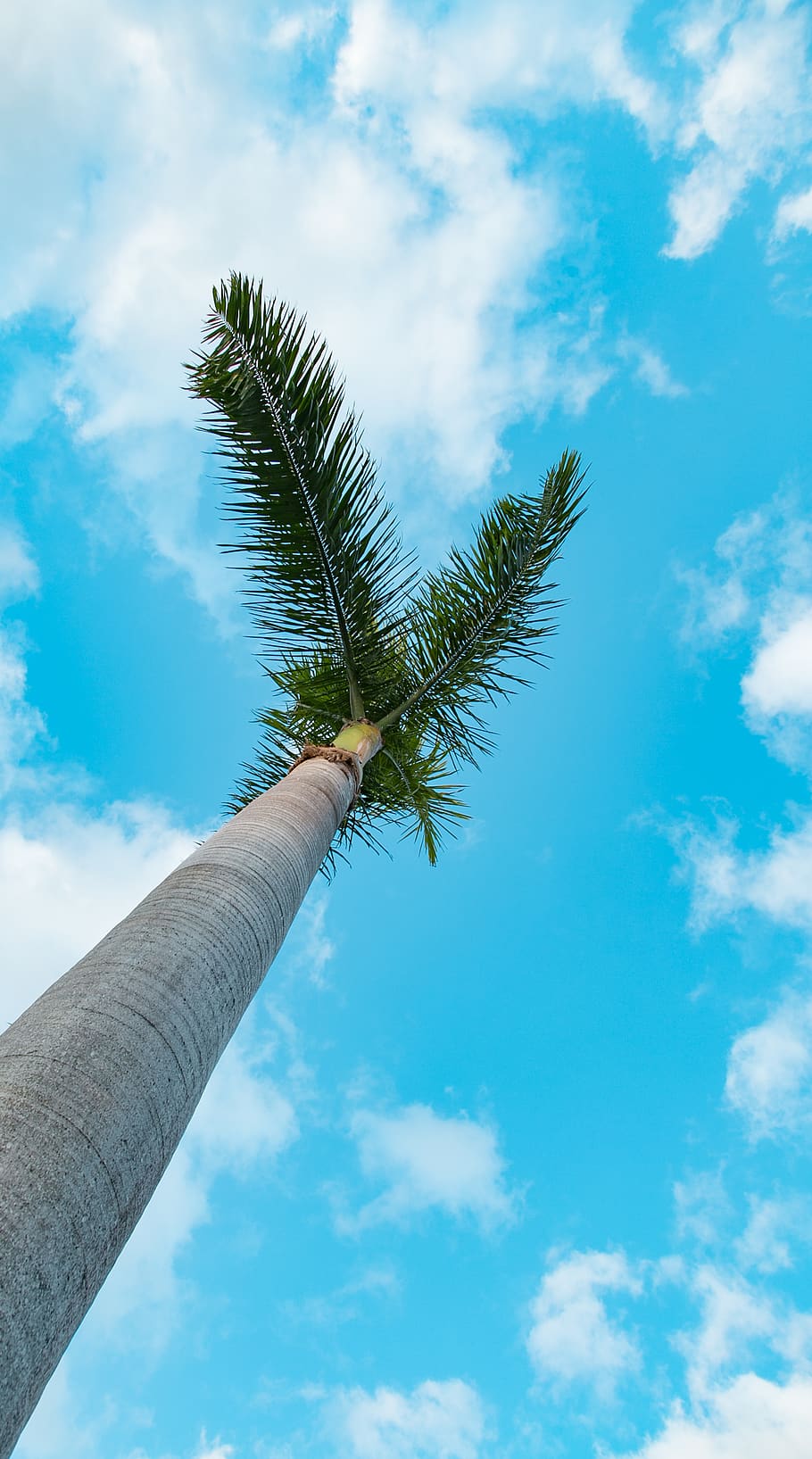 palm, tree, florida, jupiter, beach, water, ocean, sea, blue HD wallpaper