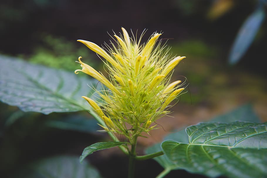plant, grass, leaf, vegetation, lawn, flower, blossom, moss HD wallpaper