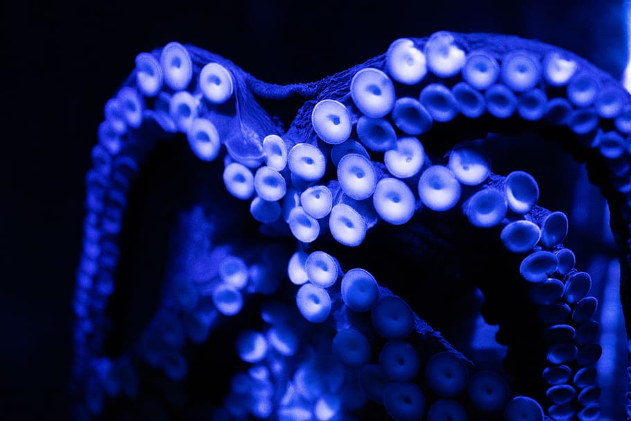 octopus underwater, invertebrate, animal, sea life, necklace HD wallpaper