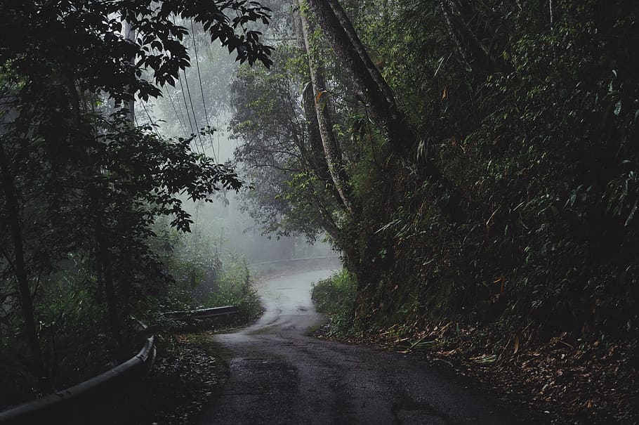 alone, foggy, green, tree, street, road, mist, forest, plant