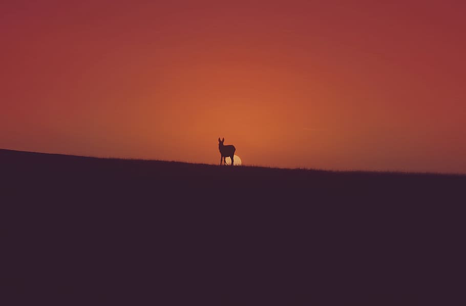 morocco, asilah, sun, sunset, summer, donkey, beauty, sweet HD wallpaper