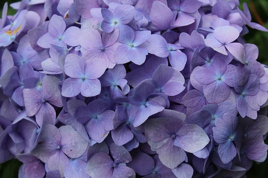 purple, flowers, spring, rain droplets, flowering plant, vulnerability HD wallpaper