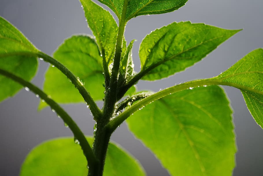 plant, rain, drip, wet, green, summer, moisture, plant part HD wallpaper