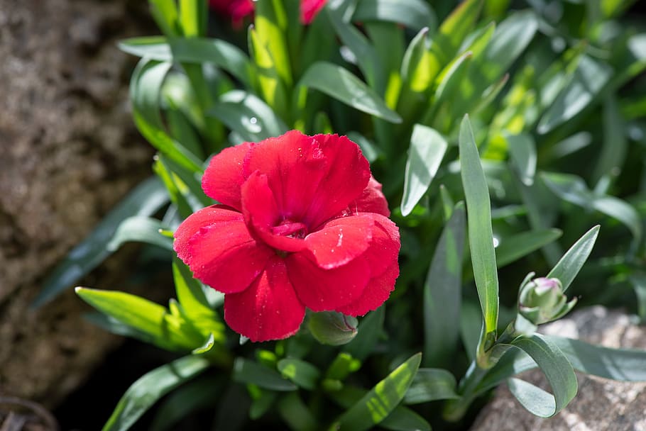 carnation, flower, blossom, bloom, red, pink, nature, flora HD wallpaper