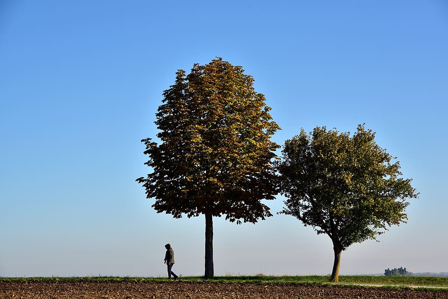 alone, walk, trees, nature, landscape, pedestrian, rural, autumn HD wallpaper