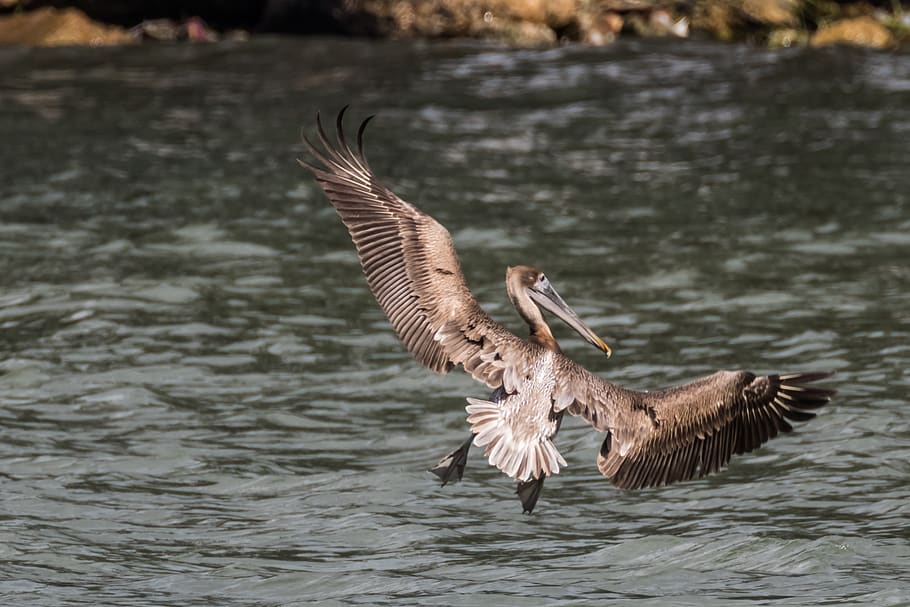 cuba, havana, brown pelican, bird, island, birding, flying, HD wallpaper