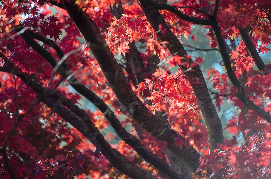 tree, plant, nature, autumn, fall, branch, growth, beauty in nature HD wallpaper