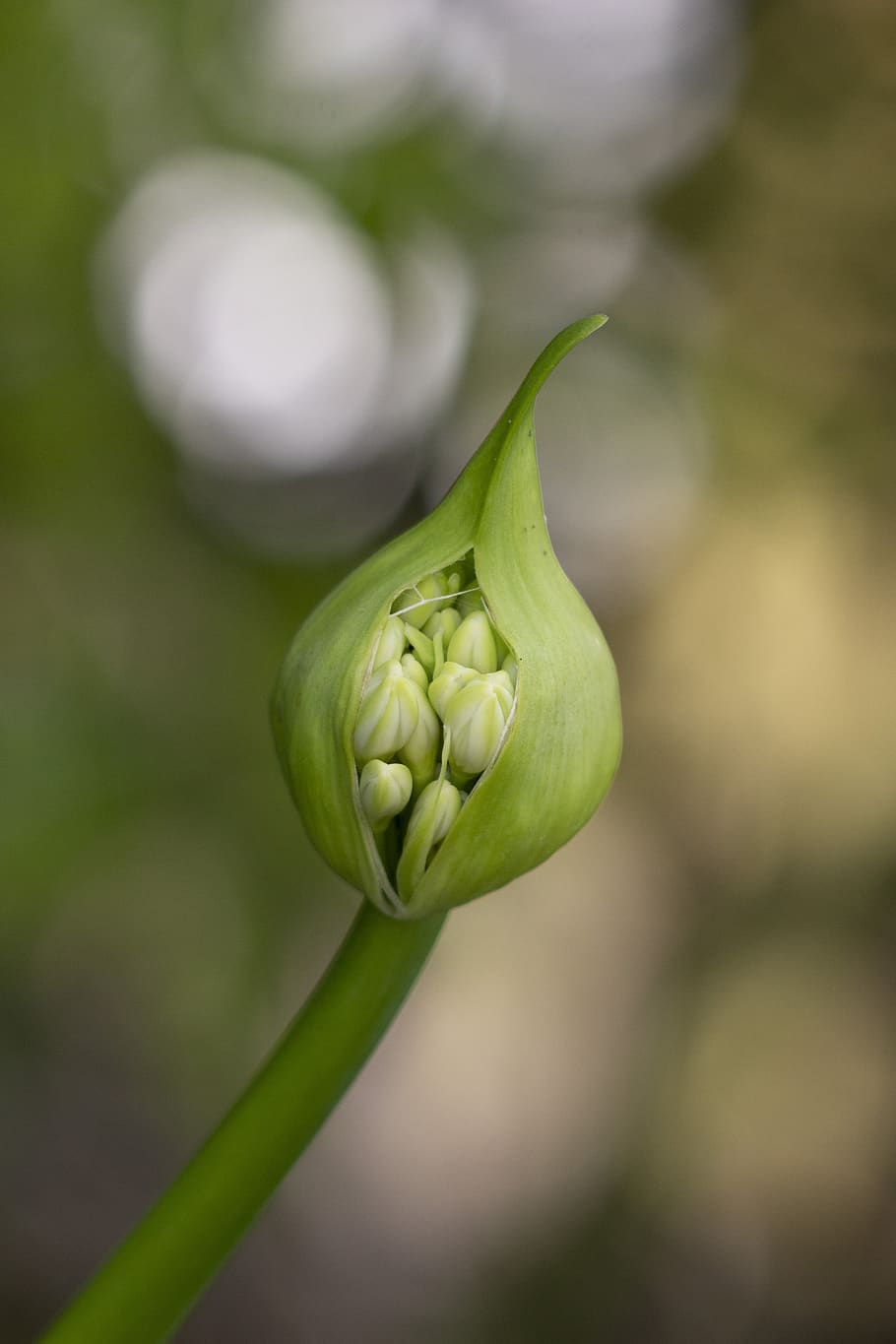 pod, flower, agapanthus, bokeh, green color, focus on foreground