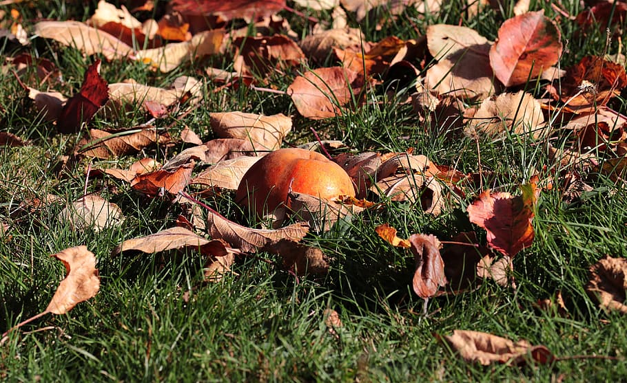 windfall, apple, fruit, red, autumn, meadow, leaves, nature HD wallpaper