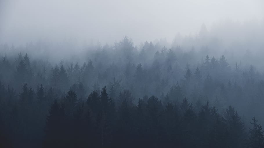 plants, trees, pine, fog, mountain, forest, nature, black and white HD wallpaper