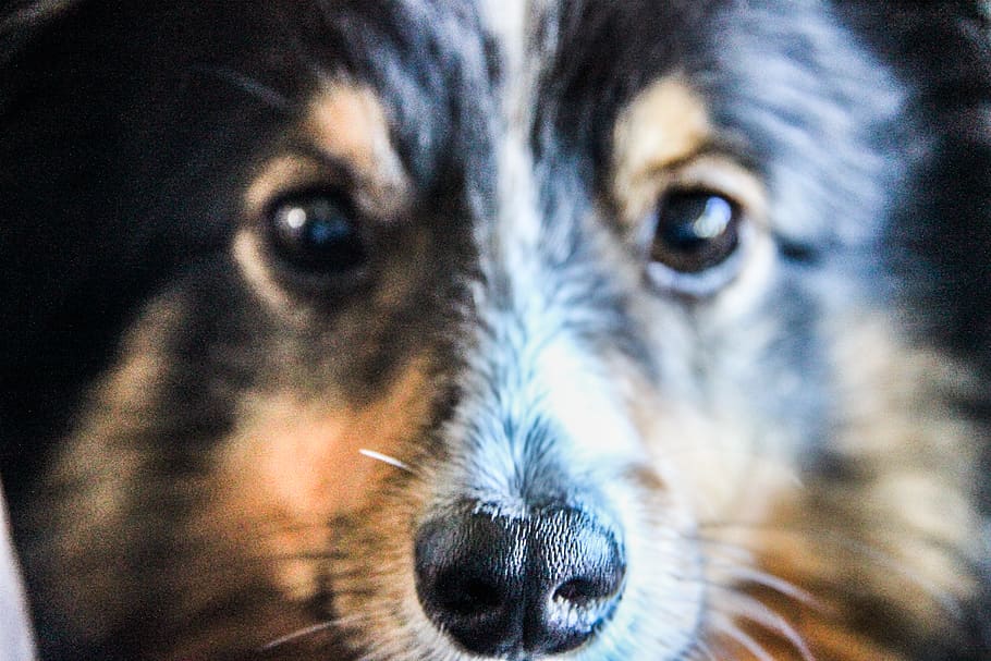dog, fur, close, macro, one animal, mammal, canine, domestic animals HD wallpaper