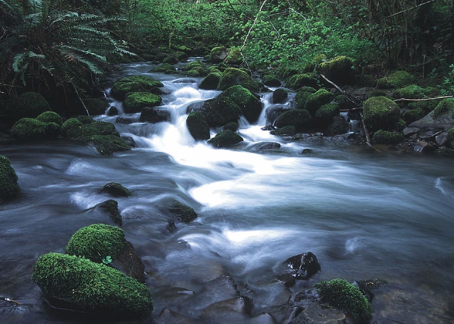 stream, water, flow, river, wild, nature, jungle, forest, motion HD wallpaper