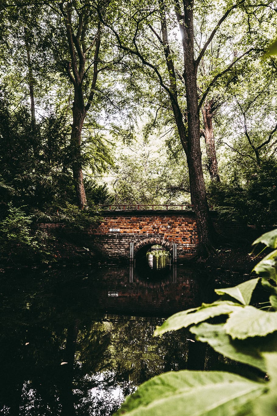 Green Leafed Tree, bridge, daylight, environment, growth, landscape HD wallpaper