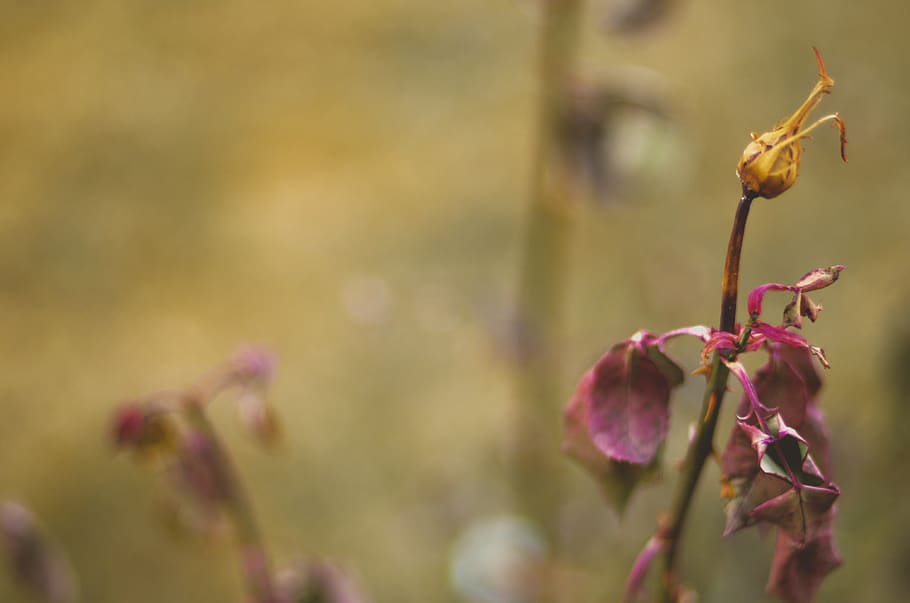 Close-up Photography of Dried Flowers, blur, dawn, daylight, delicate HD wallpaper