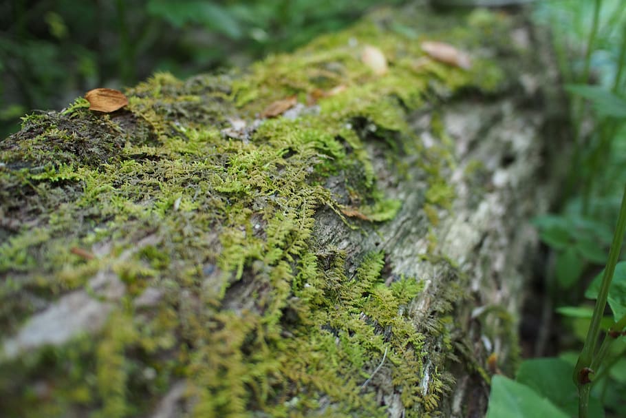 moss, growth, selective focus, plant, green color, tree, close-up HD wallpaper