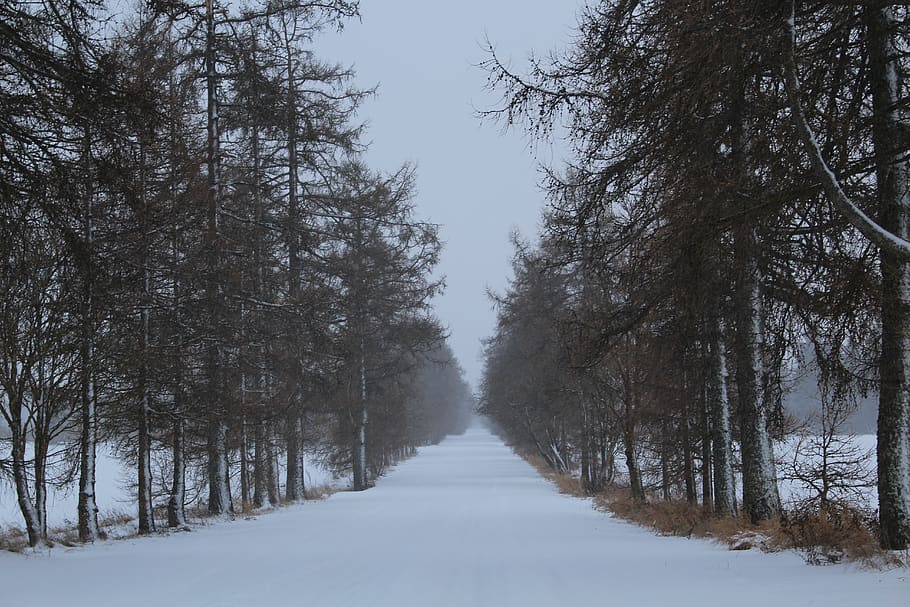 trees, forest, snow, winter, adventure, travel, cold temperature HD wallpaper