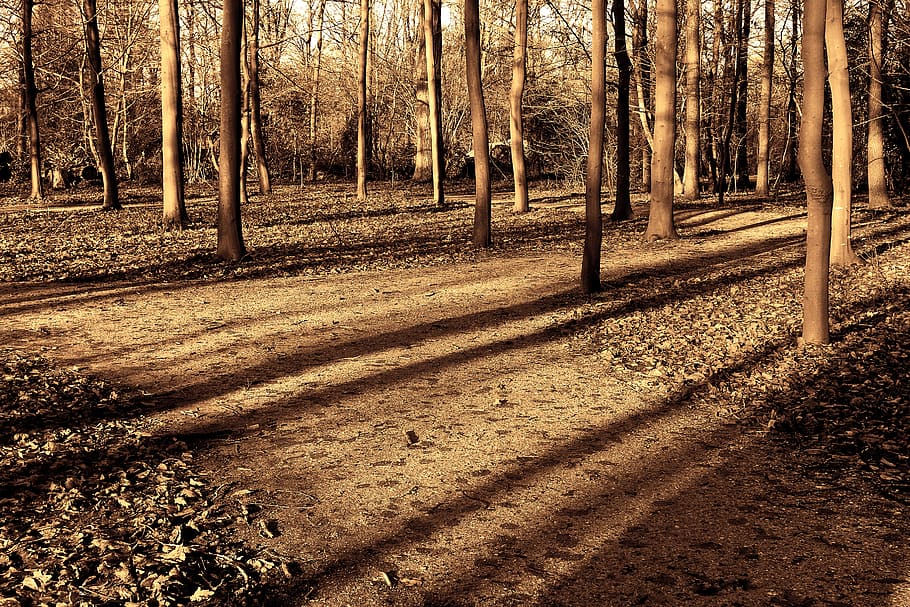 forest, trees, sunlight, shadows, long shadows, afternoon light HD wallpaper