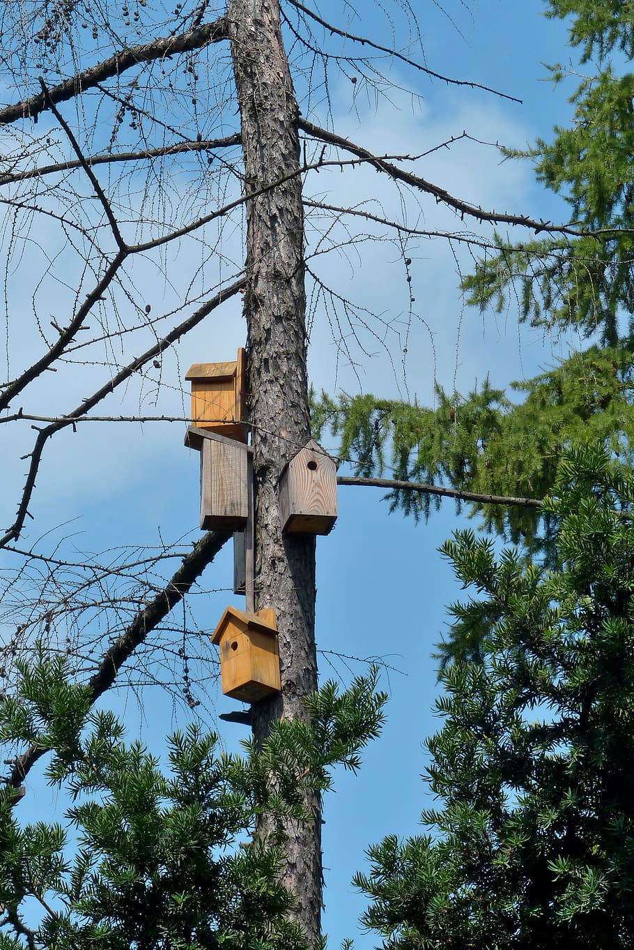 birdhouse, tree, nature, plant, low angle view, sky, no people HD wallpaper