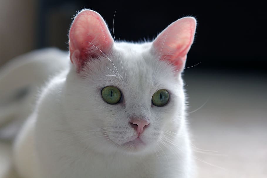 white, cat, window, pet, animal, fur, eyes, feline, whiskers HD wallpaper