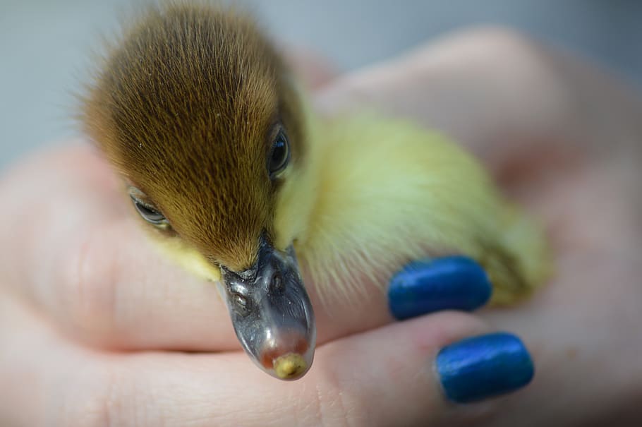 duckling, human hand, animal themes, human body part, one animal HD wallpaper