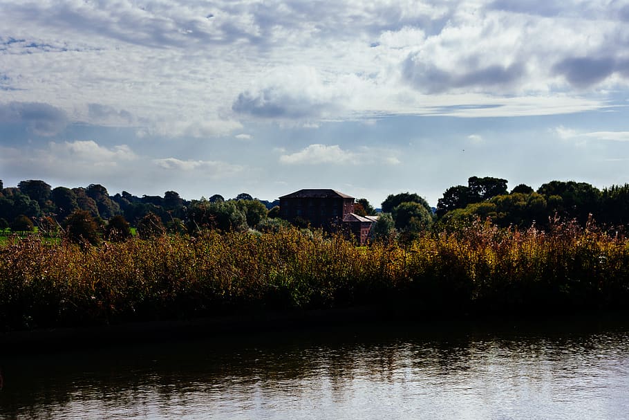 Brown Grasses Near Body of Water, country, plant, cloud - sky HD wallpaper