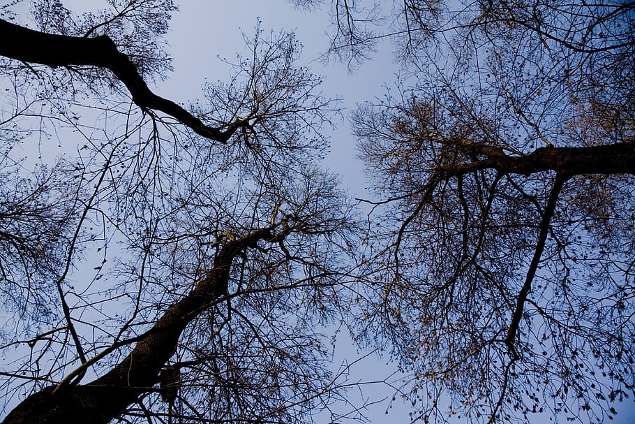 tree, nature, branches, sky, clouds, low angle view, plant HD wallpaper