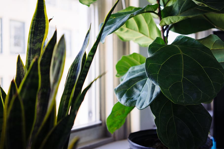 united states, chattanooga, fig leaf, tree, snake plant, bokeh HD wallpaper
