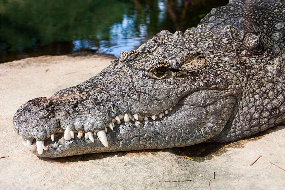 netherlands, rotterdam, blijdorp district, crocodile, reptile HD wallpaper
